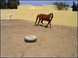 Qualifiez le cheval : c'est un animal...