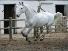 Le 'Lipizzan' tire son appellation ...