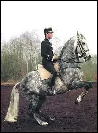 Quelle est la race de chevaux de haute cole ?