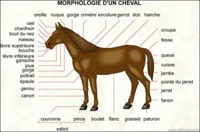 Qu'appelle-t-on 'un ars' ?