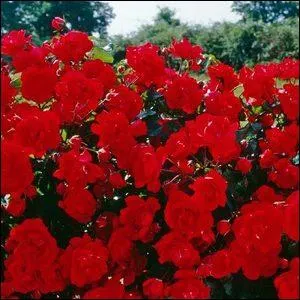 Offrir cette fleur signifie que notre amour sera ivresse et folie, je vous dsire charnellement :