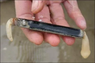 Le couteau est aussi le nom d'un animal... .