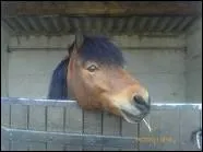 Parmi ces rponses, laquelle n'est pas une partie de la tte du cheval ?