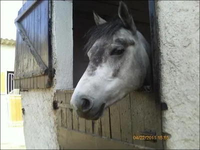 Quelle est la couleur de ce cheval ?