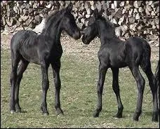 Jusqu' quel galop peut-on aller en France ?