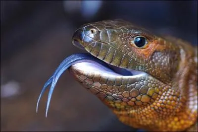 Quel est cet animal ?