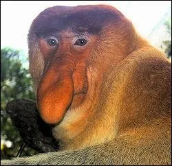 Quel est cet animal ?