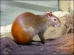 Quel est cet animal ?