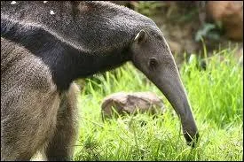 Quel est cet animal ?