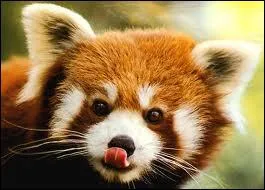 Quel est cet animal ?