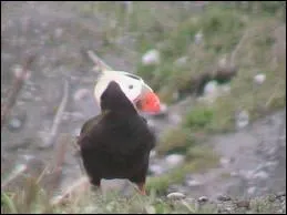 Quel est cet animal ?