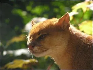 Quel est cet animal ?