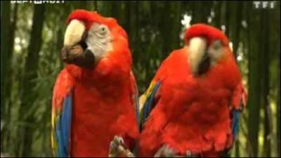 Quel est cet animal ?