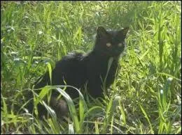 Avant de tomber amoureuse de lui, comment Feuille de Lune trouvait Plume de Jais ?