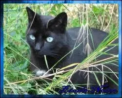 Pourquoi l'amour entre les deux chats est-il impossible ?