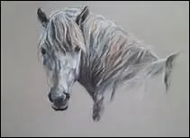 Quelle est la couleur d'un cheval isabelle ?