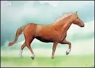 Que signifie l'expression 'cap de Maure' ?