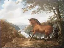 Quelle vie est la mieux adapte au cheval ?