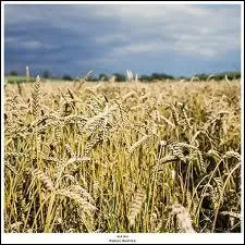 Quelle chanteuse qubecoise a repris en 1982 cette clbre romance franaise ' La Chanson des bls d'or ' ?