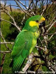Quel est le nom de cet oiseau originaire de Colombie ?