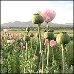 Le ' Croissant d'or ' , lieu de la production illicite de l'opium comprend trois pays :