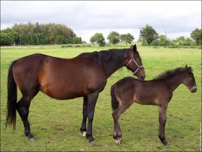 Comment s'appelle le petit de la jument ?