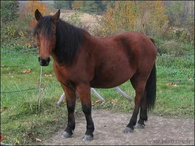 De quelle couleur est la robe de ce cheval ?