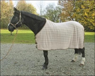 Qu'est-ce que ce cheval a sur le dos ?