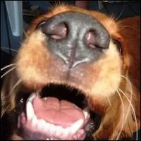 Un chien adulte possde le mme nombre de dents qu'un adulte humain ?