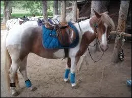 Un cheval dont la taille ne dpasse pas ... est class parmi les poneys.