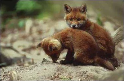 Tout comme le livre variable, le renard roux prend un beau pelage blanc en hiver et en montagne...
