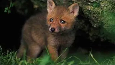 Fox peut tre apprivois...