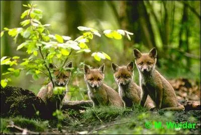 Fox peut s'attaquer aux chats domestiques...