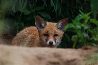 Le mle attaque ses petits s'il en a l'occasion...