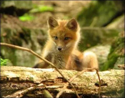 Fox hiberne par grand froid...