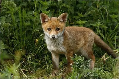 La femelle peut attaquer un tre humain s'il y a danger pour ses petits...