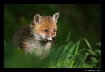 A l'instar des loups, les renards chassent en meute...