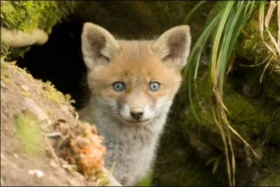 Fox fait toute les nuits le mme parcours...