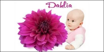De quelle origine est le prénom Dahlia que l'on fête le 5 octobre ?