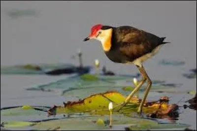 Cette sorte de poule d'eau des marais tropicaux est munie de doigts et de griffes démesurés qui lui permettent de se déplacer sur les plantes aquatiques.