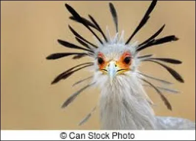 Rapace à longues pattes, redoutable chasseur de serpents