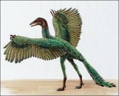 Mi-oiseau mi-reptile, il a des dents, des griffes et une longue queue mais aussi des ailes munies de plumes.
