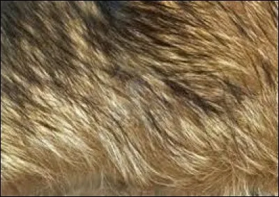 Quel est le seul animal à poils ?
