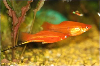 Le xipho est un petit poisson du Mexique qui doit son nom à...