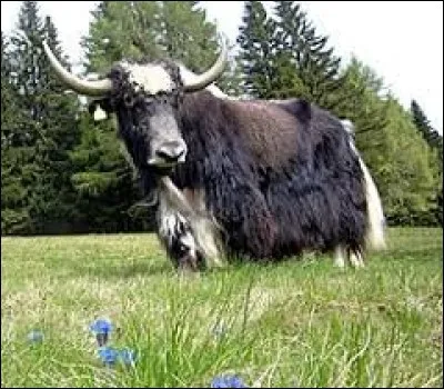 Où risque-t-on de trouver un yack ?