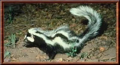 Sorte de moufette africaine