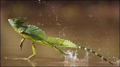 Ce lézard à crête d'Amérique du Sud est capable de courir quelques mètres sur l´eau.