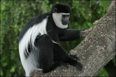 Singe africain à longue queue