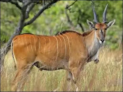 Grand bovidé ruminant africain pouvant atteindre 3 mètres et peser une tonne.