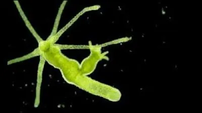 Petit animal pourvu de 8 à 10 tentacules urticants